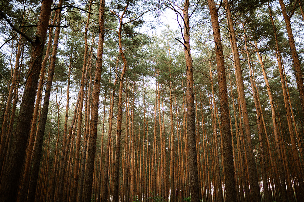 Plener ślubny nad Zalewem Sulejowskim 10 plener slubny nad zalewem sulejowskim 10